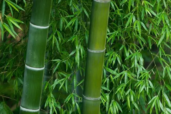 竹子是草还是树，竹子是草本还是木本