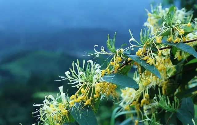 金银花的副作用太大了，长期服用会导致身体虚弱-第3张图片-趣农笔记