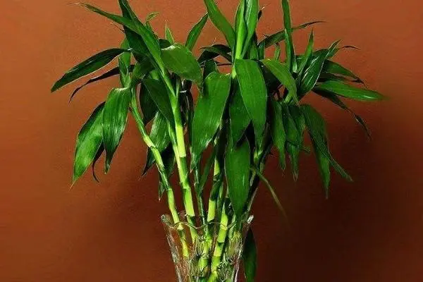 富贵竹怎么水养才旺盛，水培富贵竹要怎么养