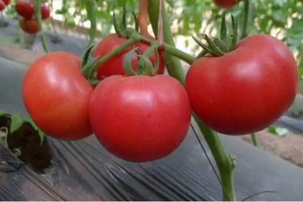 西红柿的种植方法和管理技术，6大要点一学就会