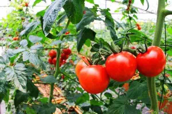 西红柿的种植方法和管理技术，6大要点一学就会-第2张图片-趣农笔记