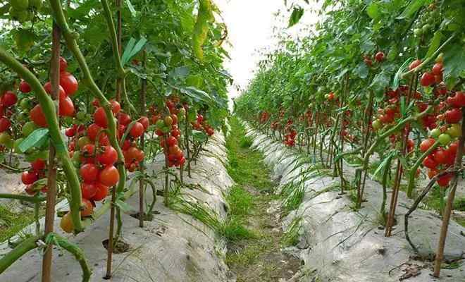 西红柿的种植方法和管理技术，6大要点一学就会-第3张图片-趣农笔记
