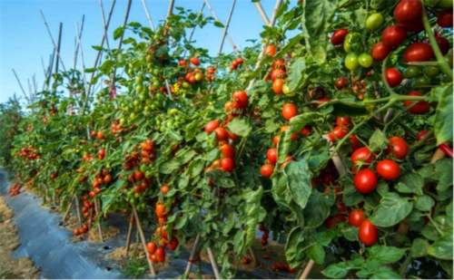西红柿的种植方法和管理技术，6大要点一学就会-第4张图片-趣农笔记