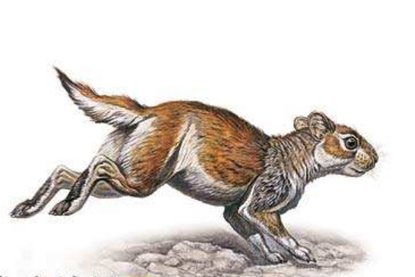 兔子的祖先是什么动物：钉齿兽（生活在5500万年前）-第2张图片-趣农笔记