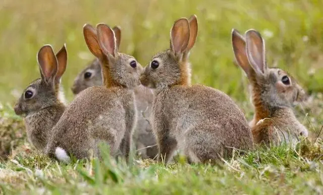 兔子的祖先是什么动物：钉齿兽（生活在5500万年前）-第3张图片-趣农笔记