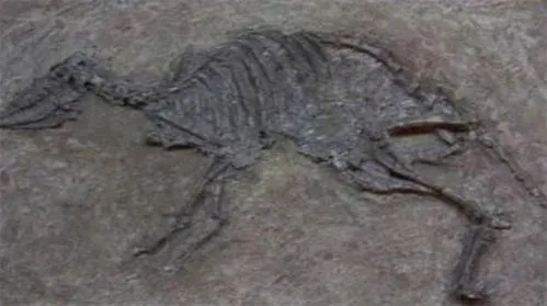 兔子的祖先是什么动物：钉齿兽（生活在5500万年前）-第4张图片-趣农笔记