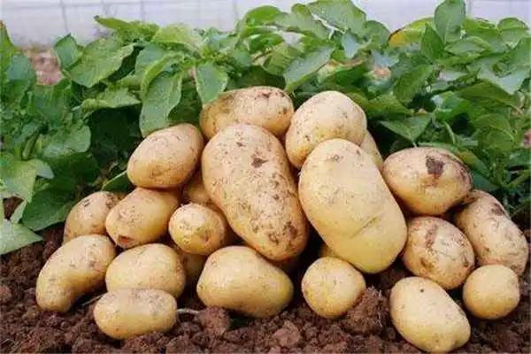 土豆的种植方法和时间，土豆怎么种植才能高产