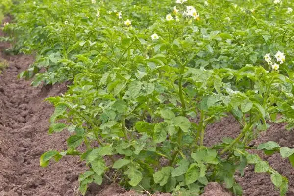 土豆的种植方法和时间，土豆怎么种植才能高产-第2张图片-趣农笔记