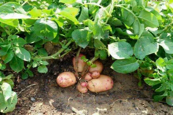 土豆的种植方法和时间，土豆怎么种植才能高产-第4张图片-趣农笔记