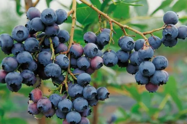 蓝莓的种植方法和技术，种植的土壤酸碱度要在4-5之间