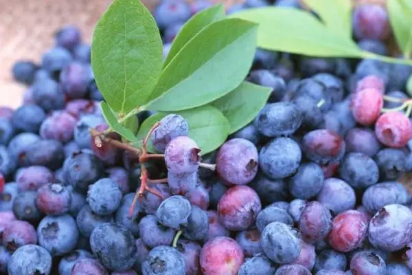 蓝莓的种植方法和技术，种植的土壤酸碱度要在4-5之间-第3张图片-趣农笔记