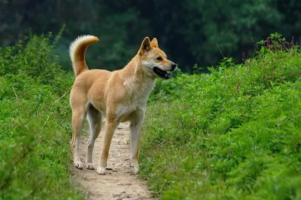 中华田园犬为什么禁养？和土狗有什么区别-第3张图片-趣农笔记