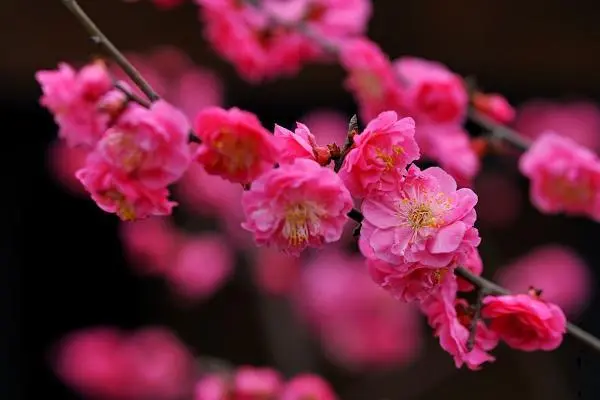 腊梅与梅花有什么区别图片，腊梅花和梅花一样吗-第1张图片-趣农笔记