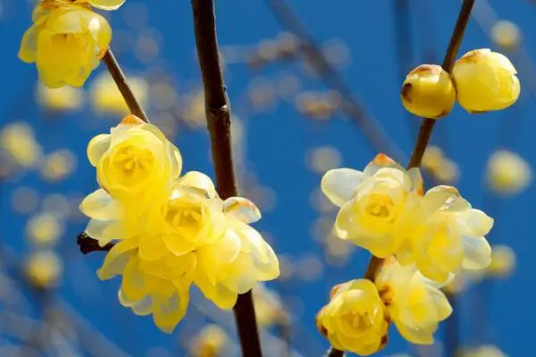 腊梅与梅花有什么区别图片，腊梅花和梅花一样吗-第4张图片-趣农笔记