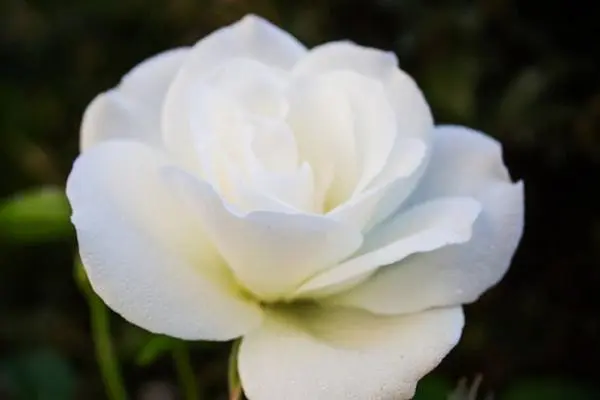 白玫瑰代表什么意思为什么不能随便送人，白色被认为不吉利（花语容易让人误会）-第3张图片-趣农笔记