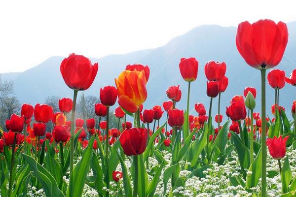 郁金香什么时候开花什么时候结束，一般在每年的三月到五月上旬开花