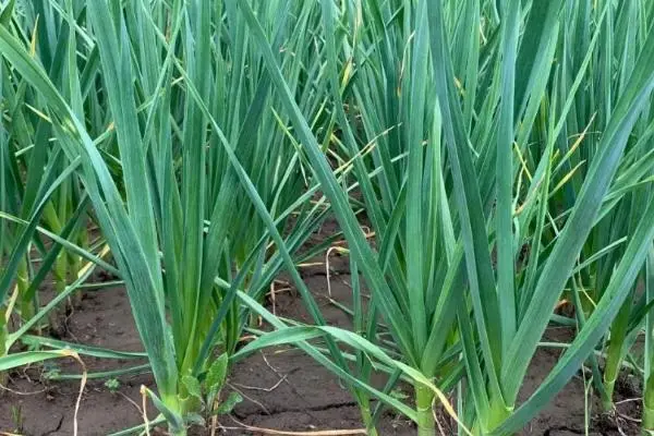 氮磷钾肥分别有什么作用，磷肥是生命之根可以促进植物根系发育-第1张图片-趣农笔记