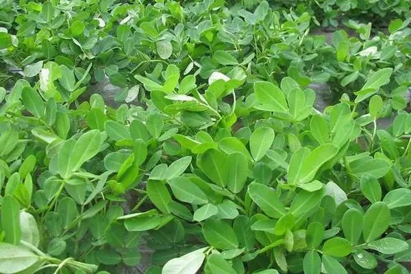 氮磷钾肥分别有什么作用，磷肥是生命之根可以促进植物根系发育-第4张图片-趣农笔记