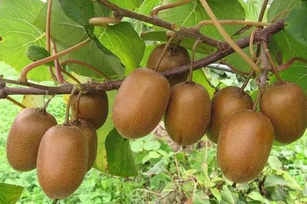 猕猴桃有几个种植阶段：幼树期、初果期、盛果期、衰老期