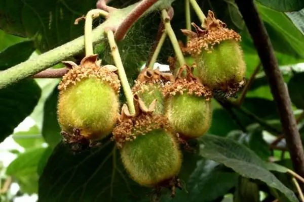 猕猴桃有几个种植阶段：幼树期、初果期、盛果期、衰老期-第3张图片-趣农笔记