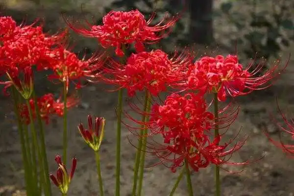 十种招鬼的花阴气最重太恐怖：彼岸花、幽灵花上榜-第3张图片-趣农笔记