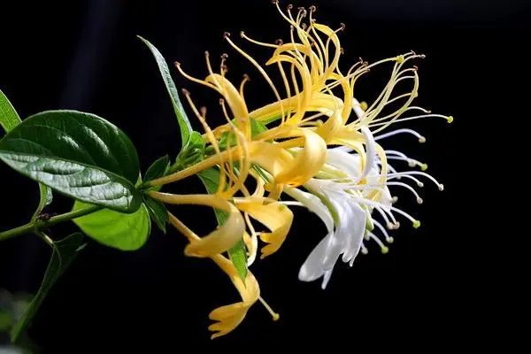 金银花的花朵为什么会变色，花青素发生氧化反应导致