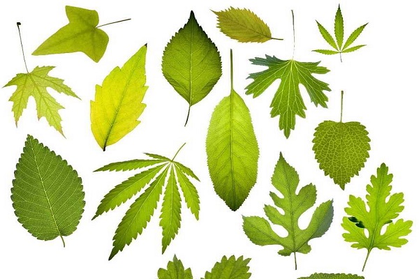 绿色树叶形状的壮阳药图片