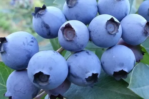 为什么蓝色的水果很少，3个原因（不利于种子的传播）
