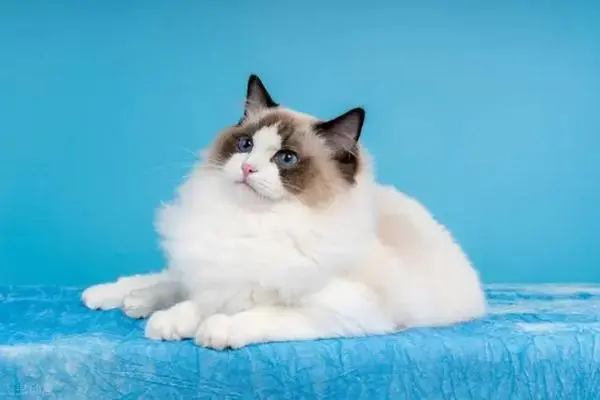 布偶猫价格多少钱一只，最低也要3000元