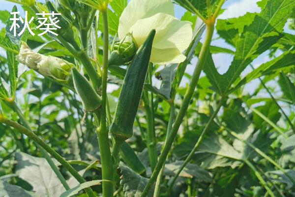 秋葵的种植方法和季节，4-6月份播种（适宜温度为25-30℃）-第2张图片-趣农笔记