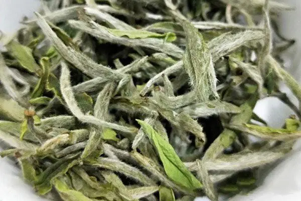 白茶是属于什么茶类，微发酵的茶类（由芽头制成）-第3张图片-趣农笔记