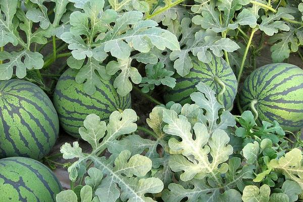 西瓜怎么种植，详细的西瓜种植技术介绍-第2张图片-趣农笔记