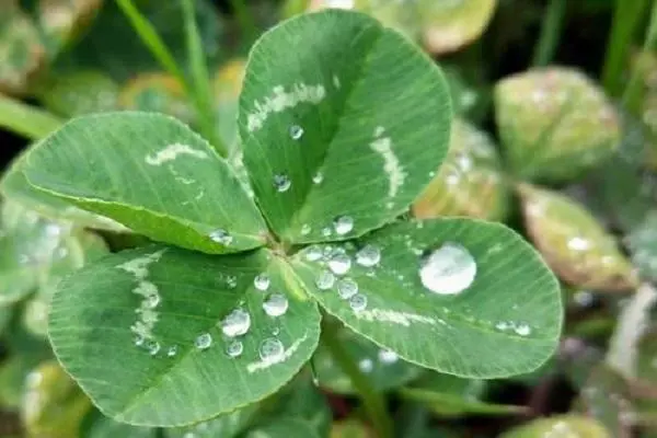 四叶草的花语和寓意，象征着幸运、希望和活力-第2张图片-趣农笔记