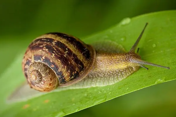 蜗牛是益虫还是害虫？既是益虫也是害虫
