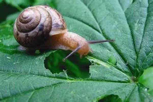 蜗牛是益虫还是害虫？既是益虫也是害虫-第2张图片-趣农笔记