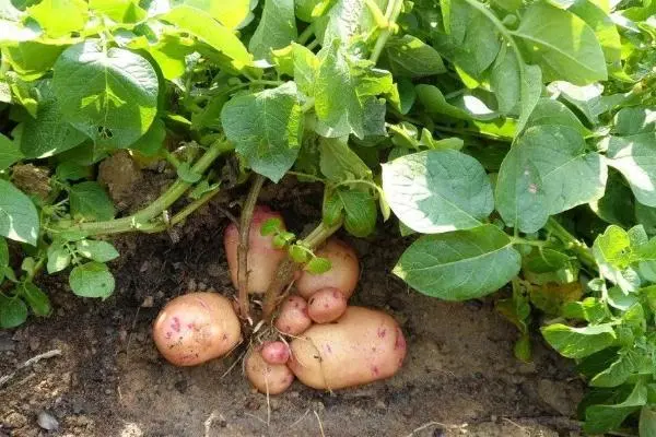 土豆种植时间和生长期，土豆如何种植-第1张图片-趣农笔记