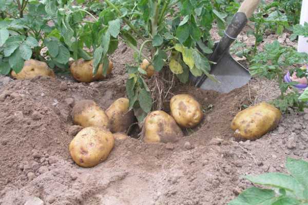 土豆种植时间和生长期，土豆如何种植-第2张图片-趣农笔记