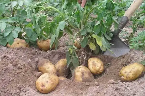土豆种植时间和生长期，土豆如何种植-第4张图片-趣农笔记