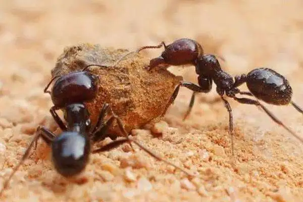 蚂蚁是益虫还是害虫，既是益虫也是害虫（附附蚂蚁的生活习性）