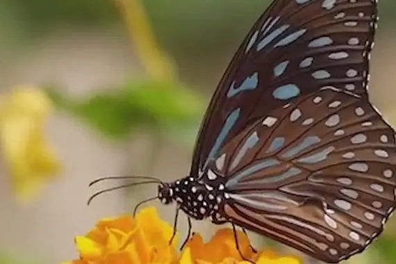 蝴蝶吃什么食物：成虫大多以花蜜为食（幼虫主要吃植物叶子）