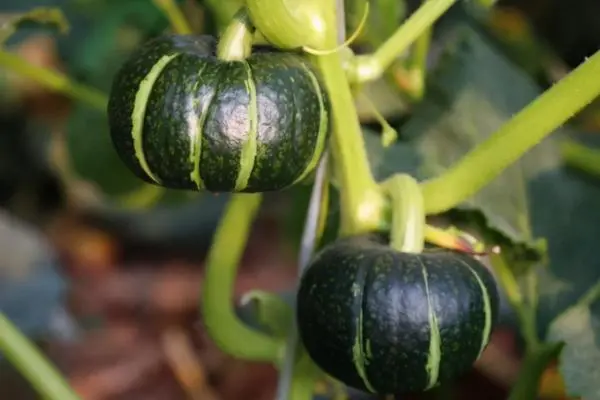贝贝小南瓜种植时间和方法，春季和秋季种植（40天左右即可采摘）