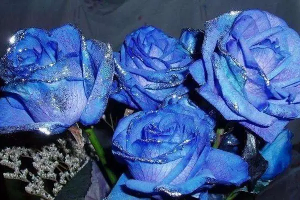 蓝色妖姬的花语是什么意思，表达清纯的爱和敦厚善良的情感