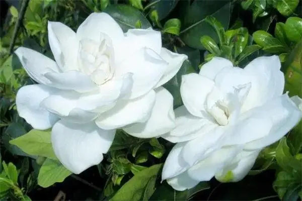 栀子花为啥不吉利，属于阴性植物种门口会挡住阳气
