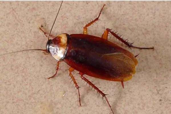 家里有蟑螂怎么办能除根，5个消灭蟑螂的方法