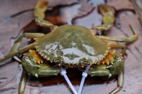 买来活螃蟹暂时不吃怎么保存，教你3种方法保持螃蟹鲜活