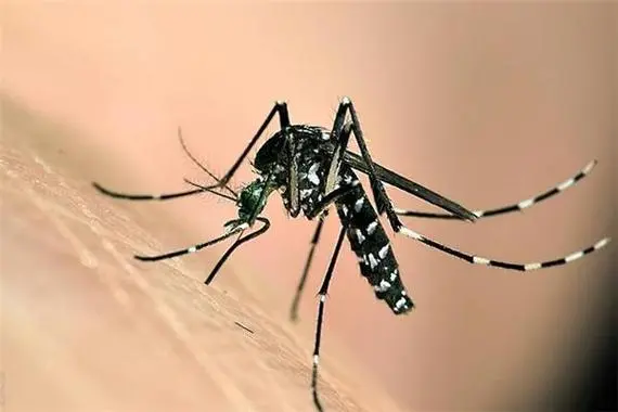 蚊子最怕的3个克星：薄荷、艾草、驱蚊剂（蚊子不敢靠近）