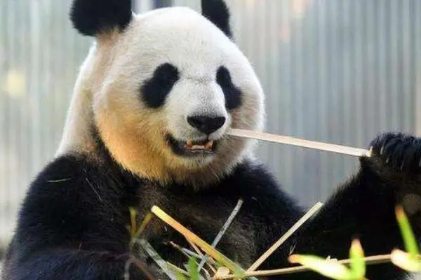 大熊猫的天敌是谁？每一个都是狠角色