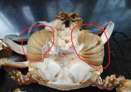 螃蟹的腮长在哪里，位于蟹壳内部的两侧-第3张图片-趣农笔记
