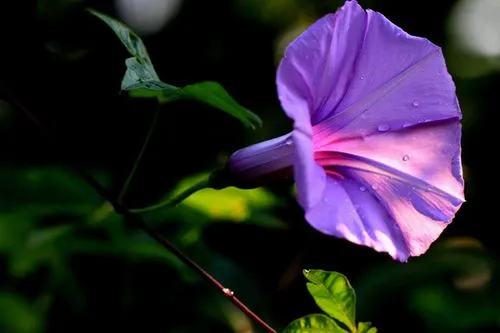 牵牛花是什么颜色，牵牛花有哪些颜色