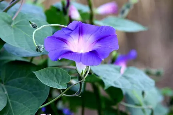 牵牛花是什么颜色，牵牛花有哪些颜色-第3张图片-趣农笔记